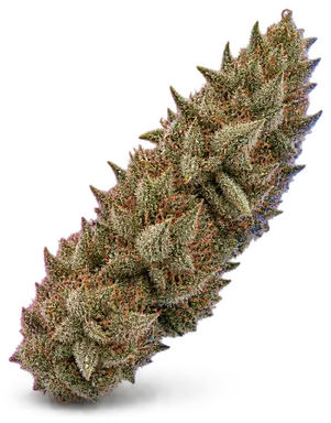 AI-generated illustration of a cannabis flower for the Hollywood Reunion page, not a photo of the strain