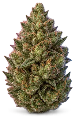 AI-generated illustration of a cannabis flower for the Horchata page, not a photo of the strain