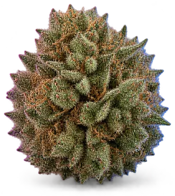 AI-generated illustration of a cannabis flower for the Humble Pie page, not a photo of the strain