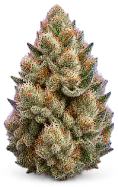 AI-generated illustration of a cannabis flower for the Humo page, not a photo of the strain