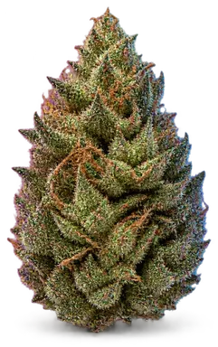 AI-generated illustration of a cannabis flower for the I-95 page, not a photo of the strain