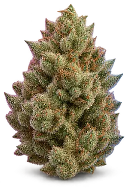 AI-generated illustration of a cannabis flower for the Insane In The Membrane Swc page, not a photo of the strain