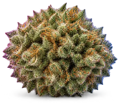 AI-generated illustration of a cannabis flower for the Island Pakalolo page, not a photo of the strain