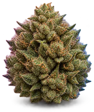 AI-generated illustration of a cannabis flower for the Jack page, not a photo of the strain