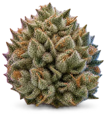AI-generated illustration of a cannabis flower for the Jack Herer page, not a photo of the strain