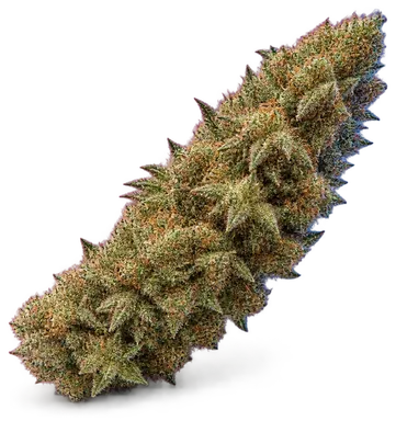 AI-generated illustration of a cannabis flower for the Jack Limon page, not a photo of the strain