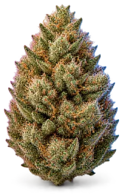 AI-generated illustration of a cannabis flower for the Jacks Cleaner page, not a photo of the strain
