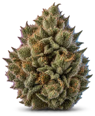 AI-generated illustration of a cannabis flower for the Jammerz page, not a photo of the strain