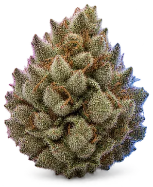 AI-generated illustration of a cannabis flower for the Jealousy page, not a photo of the strain