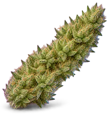 AI-generated illustration of a cannabis flower for the Jedi Haze page, not a photo of the strain