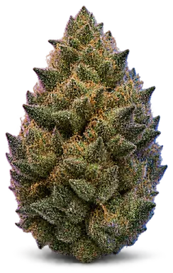 AI-generated illustration of a cannabis flower for the Jenny Kush page, not a photo of the strain