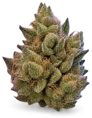 AI-generated illustration of a cannabis flower for the Jilly Bean page, not a photo of the strain