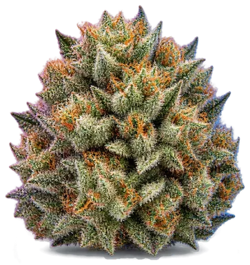 AI-generated illustration of a cannabis flower for the Jmo page, not a photo of the strain
