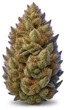 AI-generated illustration of a cannabis flower for the Jokerz page, not a photo of the strain