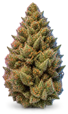 AI-generated illustration of a cannabis flower for the Jone page, not a photo of the strain