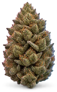 AI-generated illustration of a cannabis flower for the Jorgie's Pie page, not a photo of the strain