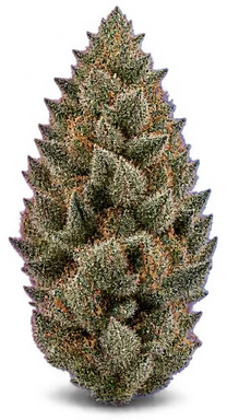 AI-generated illustration of a cannabis flower for the Kasper's Kush page, not a photo of the strain