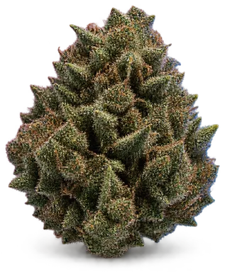 AI-generated illustration of a cannabis flower for the Katana OG page, not a photo of the strain