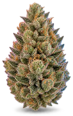 AI-generated illustration of a cannabis flower for the Kaya's Koffee page, not a photo of the strain