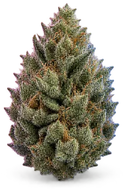 AI-generated illustration of a cannabis flower for the Kck page, not a photo of the strain