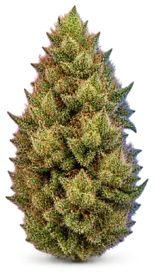 AI-generated illustration of a cannabis flower for the Key Lime Pie page, not a photo of the strain