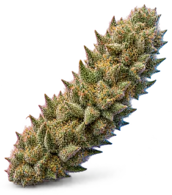 AI-generated illustration of a cannabis flower for the 3 Kings page, not a photo of the strain