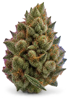 AI-generated illustration of a cannabis flower for the Kool Whip page, not a photo of the strain