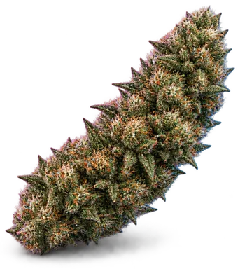 AI-generated illustration of a cannabis flower for the Kosher Dawg page, not a photo of the strain