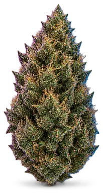 AI-generated illustration of a cannabis flower for the Kosher Kush page, not a photo of the strain
