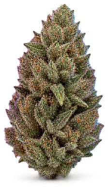 AI-generated illustration of a cannabis flower for the Krumpets page, not a photo of the strain