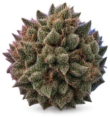AI-generated illustration of a cannabis flower for the Kush Cookies page, not a photo of the strain