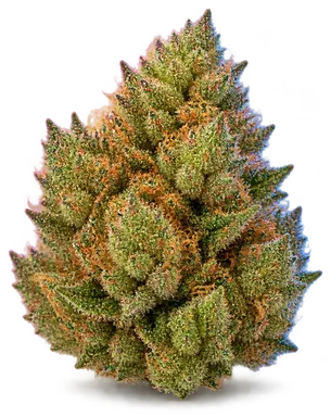 AI-generated illustration of a cannabis flower for the Kush Mints X Bh page, not a photo of the strain