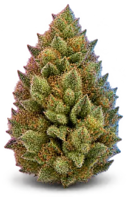 AI-generated illustration of a cannabis flower for the Kush Mintz X Animal Cookies page, not a photo of the strain