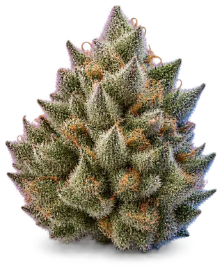 AI-generated illustration of a cannabis flower for the Larry Cake page, not a photo of the strain