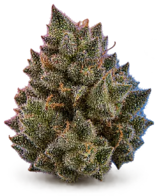 AI-generated illustration of a cannabis flower for the LA Scrunchie page, not a photo of the strain