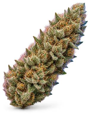 AI-generated illustration of a cannabis flower for the Laughing Gas page, not a photo of the strain