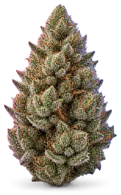 AI-generated illustration of a cannabis flower for the Lavender Jones page, not a photo of the strain