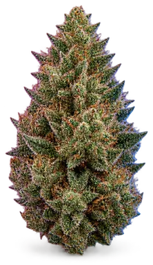 AI-generated illustration of a cannabis flower for the Lcgx page, not a photo of the strain