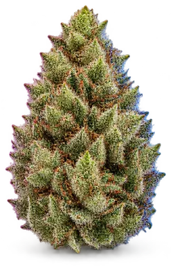 AI-generated illustration of a cannabis flower for the Lemonade X Cheetah Piss page, not a photo of the strain