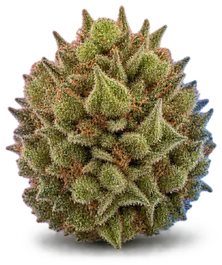 AI-generated illustration of a cannabis flower for the Lemonage page, not a photo of the strain