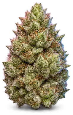 AI-generated illustration of a cannabis flower for the Lemon Meringue page, not a photo of the strain