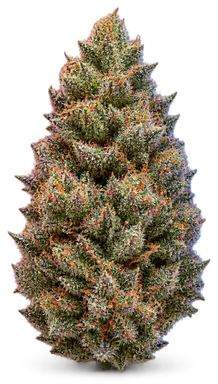 AI-generated illustration of a cannabis flower for the Light Of Jah page, not a photo of the strain
