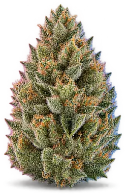 AI-generated illustration of a cannabis flower for the Lilac 95 1 page, not a photo of the strain