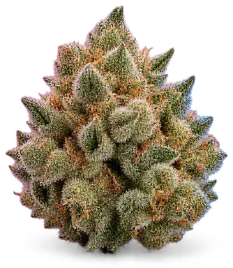 AI-generated illustration of a cannabis flower for the Lmh page, not a photo of the strain