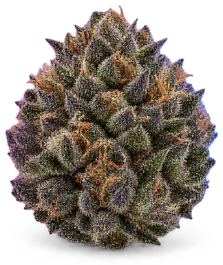 AI-generated illustration of a cannabis flower for the Long's Peak Blue page, not a photo of the strain