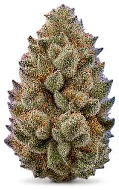 AI-generated illustration of a cannabis flower for the Lsd page, not a photo of the strain
