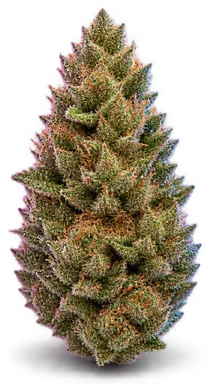 AI-generated illustration of a cannabis flower for the LSD26 page, not a photo of the strain
