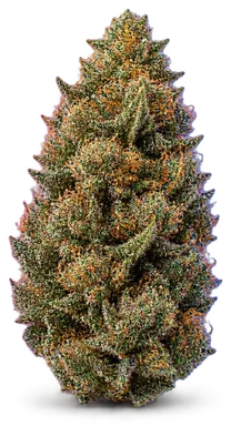 AI-generated illustration of a cannabis flower for the Lucy page, not a photo of the strain