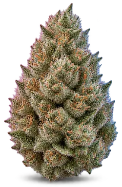 AI-generated illustration of a cannabis flower for the MAC Burger page, not a photo of the strain