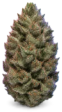 AI-generated illustration of a cannabis flower for the MAC Cheese page, not a photo of the strain